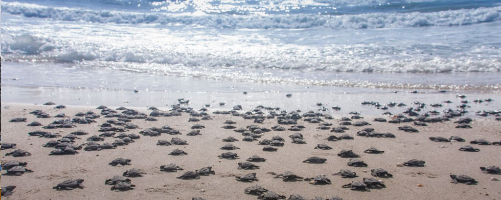 Club Solaris Cabos protecting the turtles