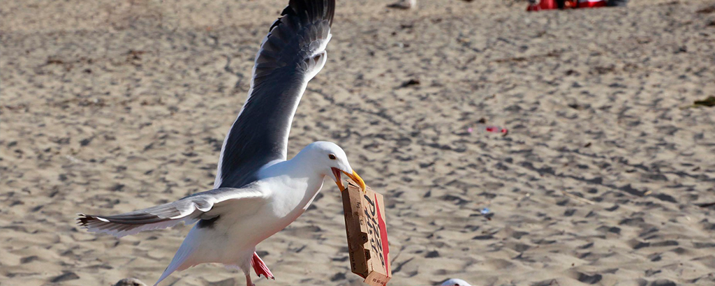 seagull taking a pizza box on the beach