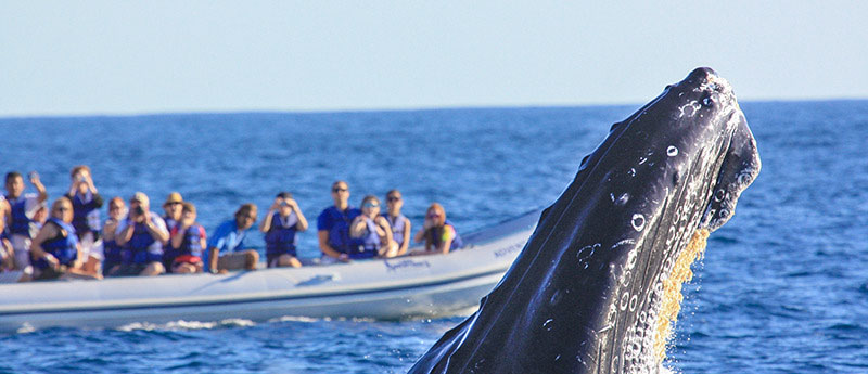 10 things to do in los cabos - whale watching