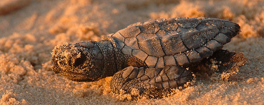nacimiento de tortugas en playas protegidas por royal solaris