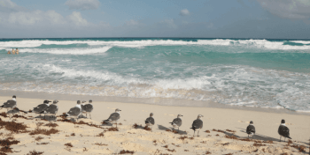 ¿Qué es el sargazo?